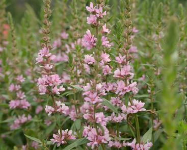 Kyprej vrbice 'Blush'