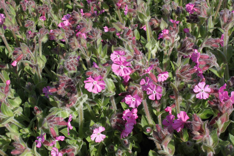 Silenka 'Rollies Favorite' - Silene robotii 'Rollies Favorite'