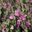 Silenka 'Rollies Favorite' - Silene robotii 'Rollies Favorite'