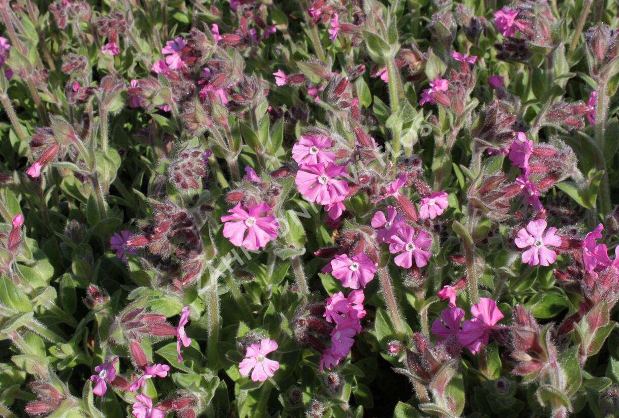 Silenka 'Rollies Favorite' - Silene robotii 'Rollies Favorite'