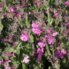 Silenka 'Rollies Favorite' - Silene robotii 'Rollies Favorite'
