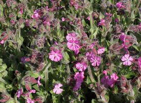 Silenka 'Rollies Favorite' - Silene robotii 'Rollies Favorite'