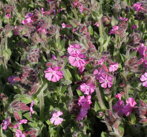 Silenka 'Rollies Favorite' - Silene robotii 'Rollies Favorite'