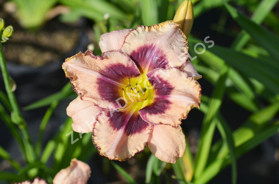 Denivka 'Dan Mahony' - Hemerocallis 'Dan Mahony'