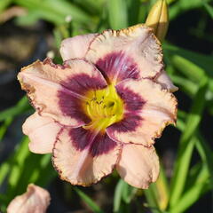 Denivka 'Dan Mahony' - Hemerocallis 'Dan Mahony'