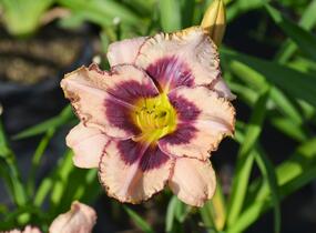 Denivka 'Dan Mahony' - Hemerocallis 'Dan Mahony'