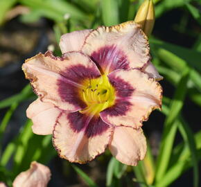 Denivka 'Dan Mahony' - Hemerocallis 'Dan Mahony'