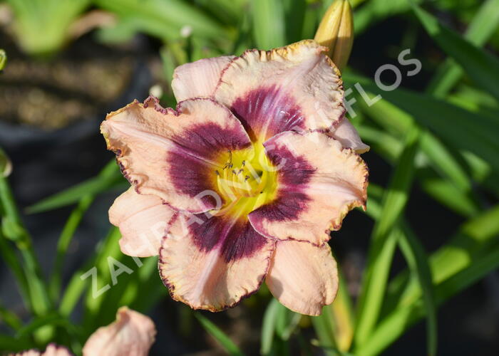 Denivka 'Dan Mahony' - Hemerocallis 'Dan Mahony'