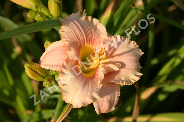 Denivka 'Elegant Candy' - Hemerocallis 'Elegant Candy'