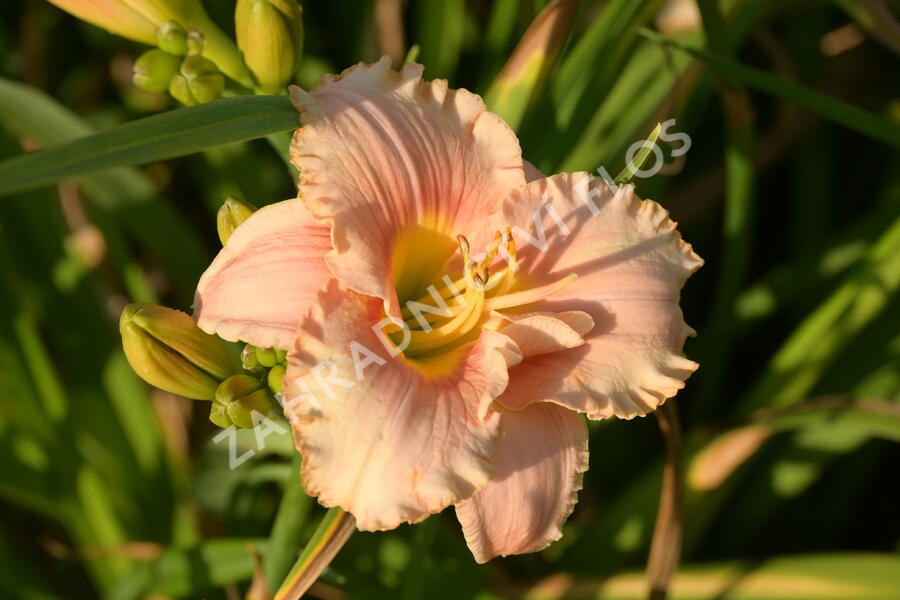 Denivka 'Elegant Candy' - Hemerocallis 'Elegant Candy'