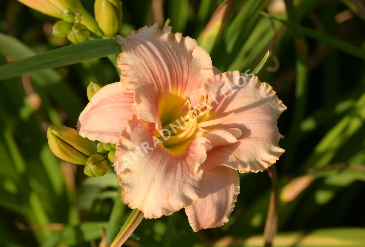 Denivka 'Elegant Candy' - Hemerocallis 'Elegant Candy'