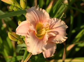 Denivka 'Elegant Candy' - Hemerocallis 'Elegant Candy'