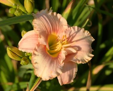 Denivka 'Elegant Candy'