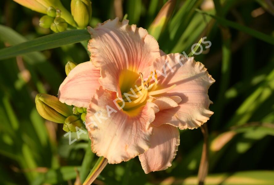 Denivka 'Elegant Candy' - Hemerocallis 'Elegant Candy'