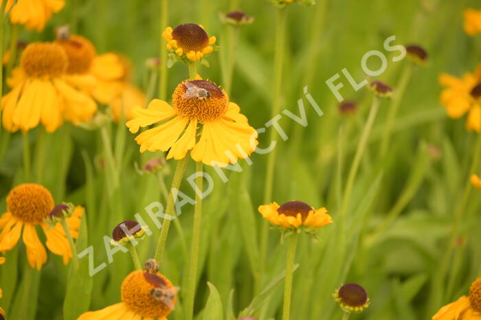 Záplevák 'The Bishop' - Helenium bigelovii 'The Bishop'