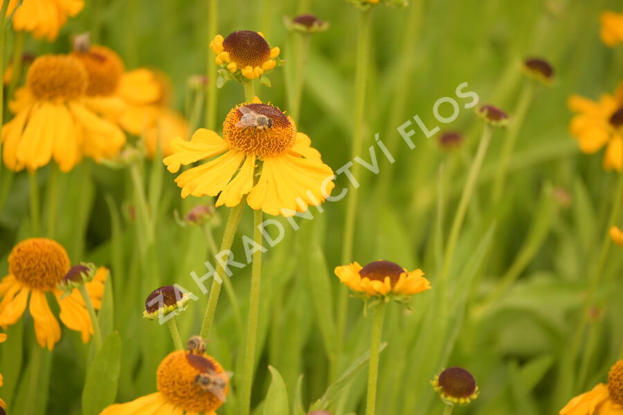 Záplevák 'The Bishop' - Helenium bigelovii 'The Bishop'
