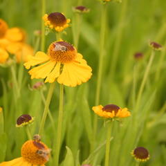 Záplevák 'The Bishop' - Helenium bigelovii 'The Bishop'