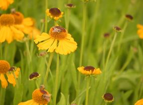 Záplevák 'The Bishop' - Helenium bigelovii 'The Bishop'