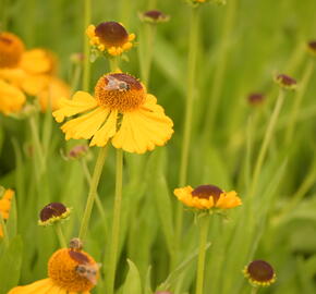 Záplevák 'The Bishop' - Helenium bigelovii 'The Bishop'