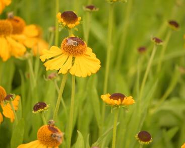 Záplevák 'The Bishop'
