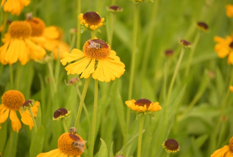 Záplevák 'The Bishop' - Helenium bigelovii 'The Bishop'