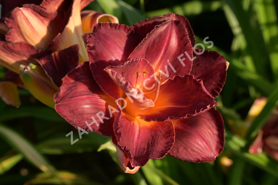 Denivka 'Night Embers' - Hemerocallis 'Night Embers'