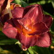 Denivka 'Night Embers' - Hemerocallis 'Night Embers'