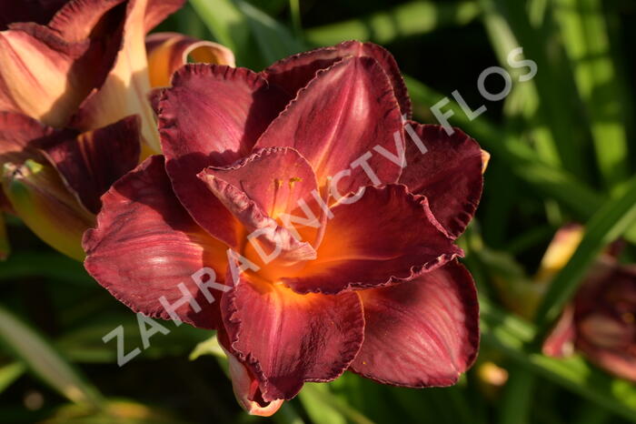 Denivka 'Night Embers' - Hemerocallis 'Night Embers'