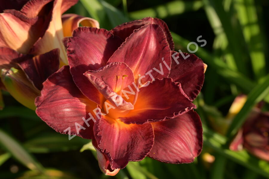 Denivka 'Night Embers' - Hemerocallis 'Night Embers'