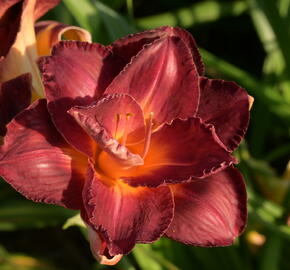 Denivka 'Night Embers' - Hemerocallis 'Night Embers'