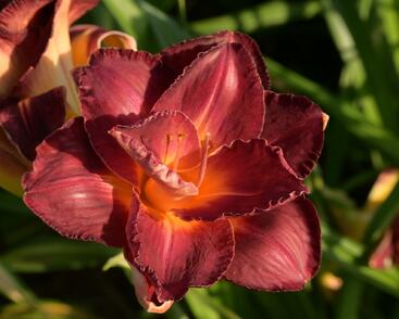 Denivka 'Night Embers'