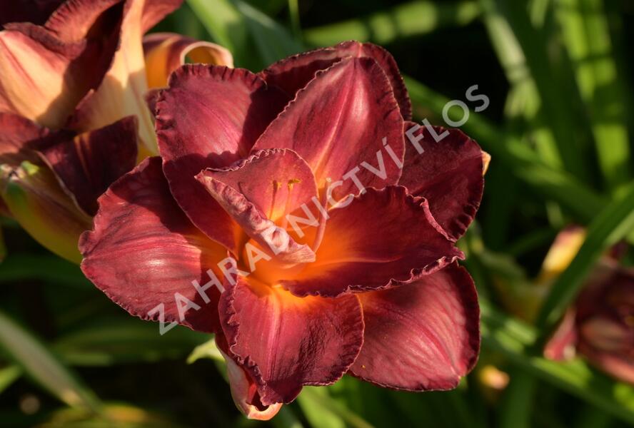 Denivka 'Night Embers' - Hemerocallis 'Night Embers'
