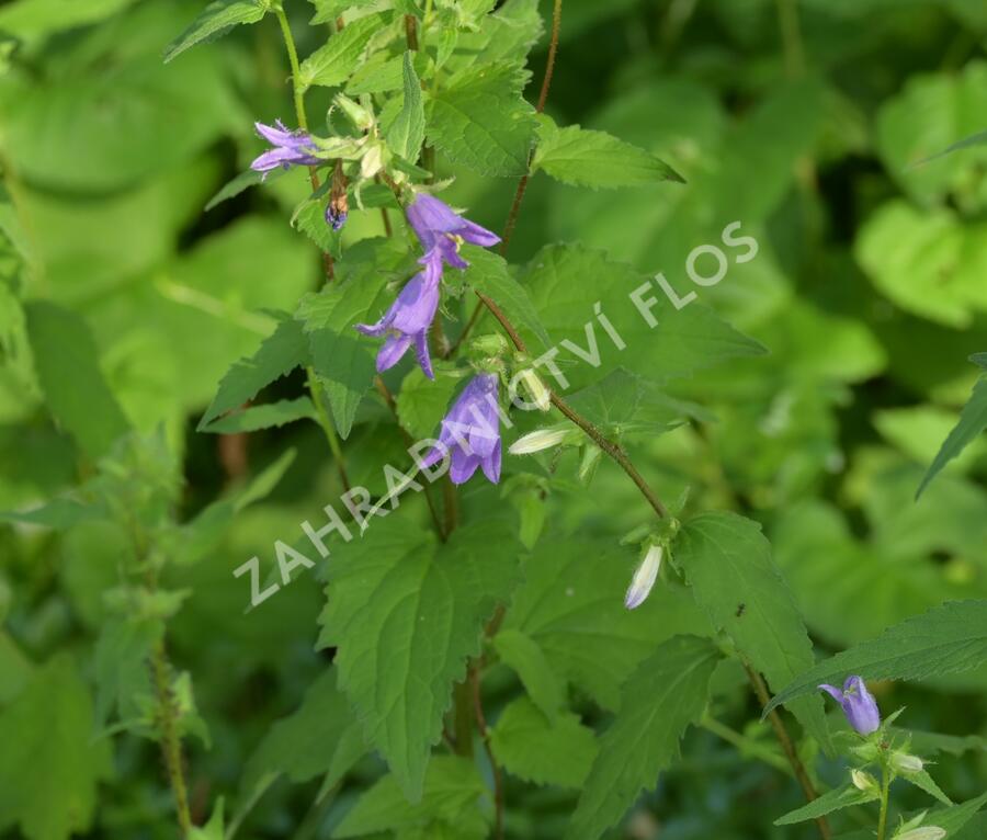 Zvonek kopřivolistý - Campanula trachelium