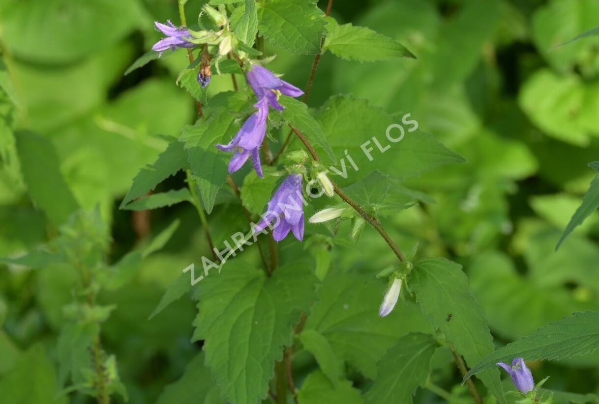 Zvonek kopřivolistý - Campanula trachelium