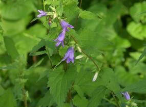 Zvonek kopřivolistý - Campanula trachelium
