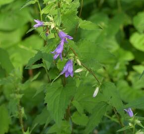 Zvonek kopřivolistý - Campanula trachelium