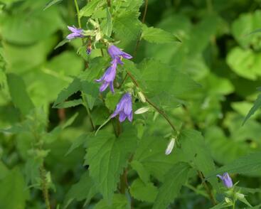 Zvonek kopřivolistý