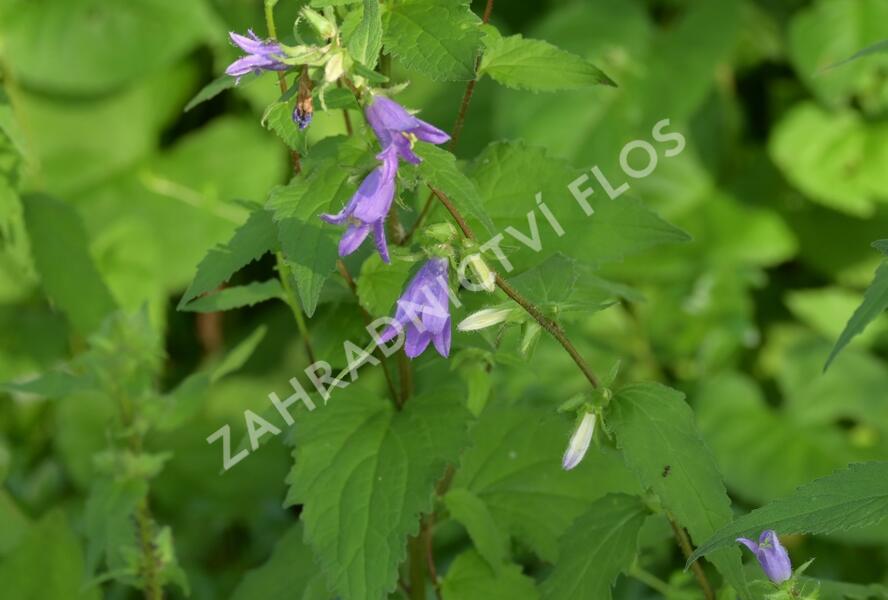 Zvonek kopřivolistý - Campanula trachelium