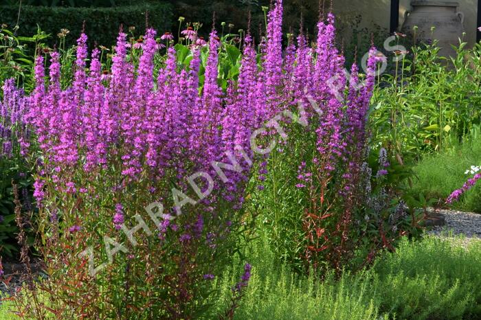 Kyprej vrbice - Lythrum salicaria