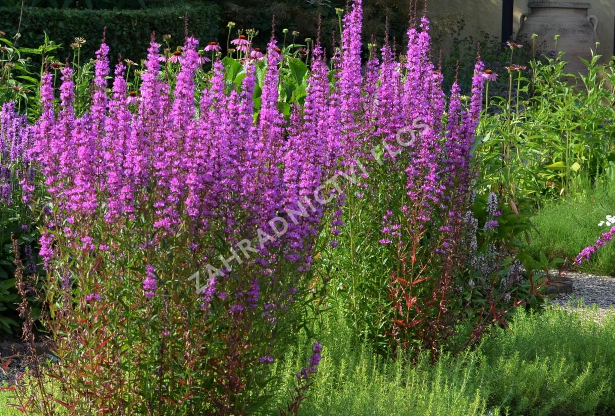 Kyprej vrbice - Lythrum salicaria