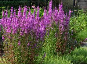 Kyprej vrbice - Lythrum salicaria
