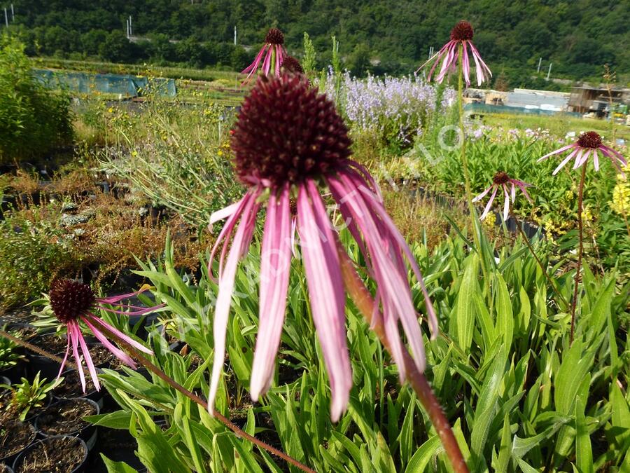 Třapatkovka bledá - Echinacea pallida