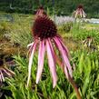 Třapatkovka bledá - Echinacea pallida