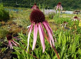Třapatkovka bledá - Echinacea pallida