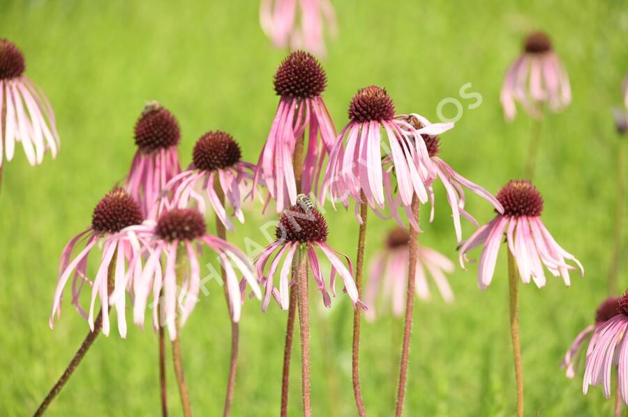 Třapatkovka bledá - Echinacea pallida
