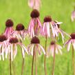 Třapatkovka bledá - Echinacea pallida