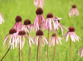 Třapatkovka bledá - Echinacea pallida