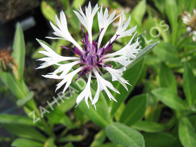 Chrpa horská 'Amethyst in Snow' - Centaurea montana 'Amethyst in Snow'