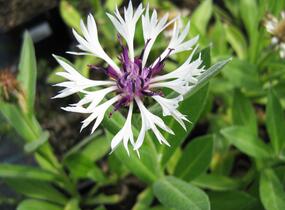 Chrpa horská 'Amethyst in Snow' - Centaurea montana 'Amethyst in Snow'