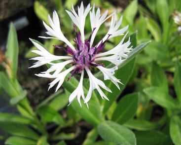 Chrpa horská 'Amethyst in Snow'